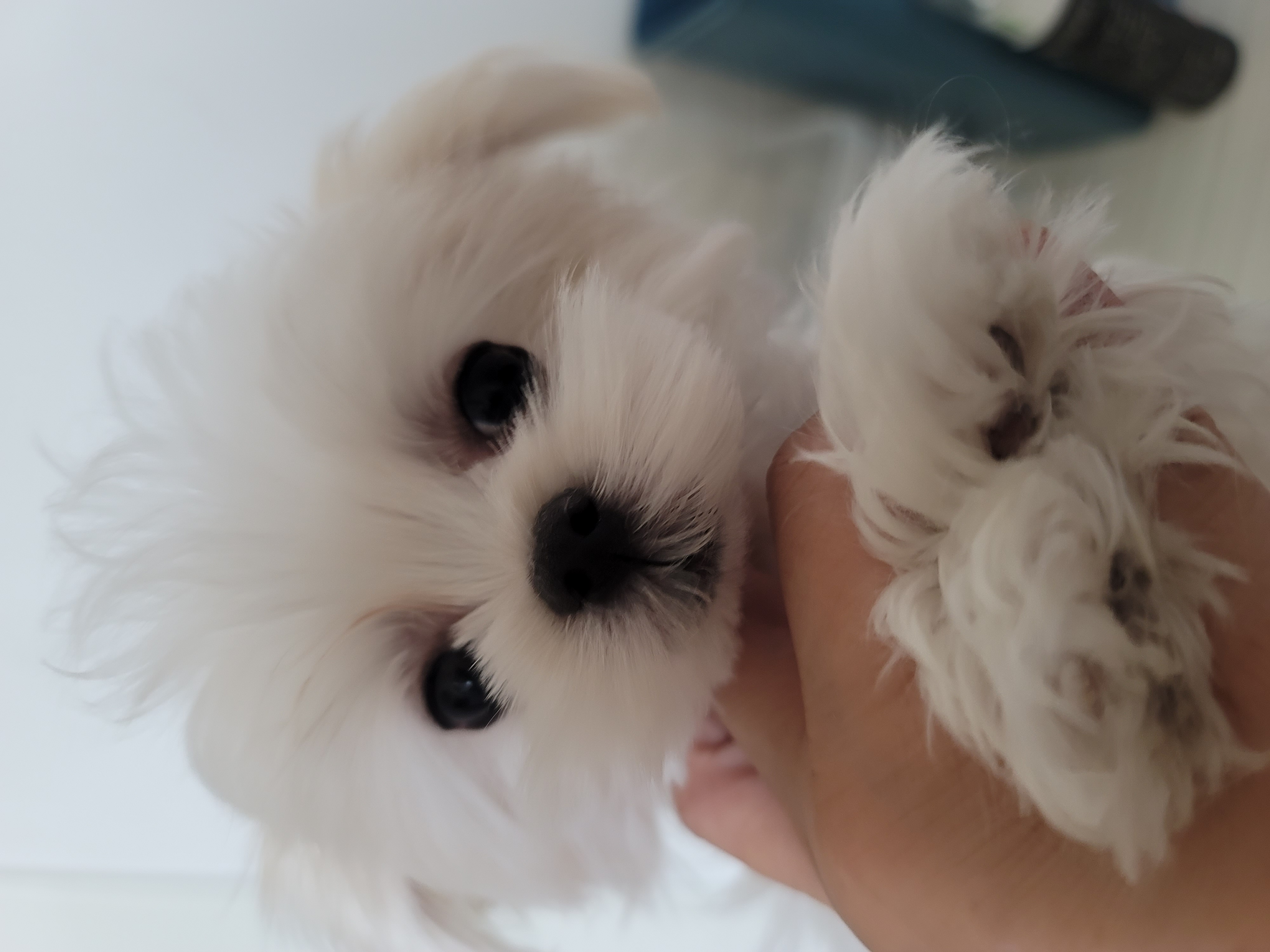 韩版马尔济斯妹妹